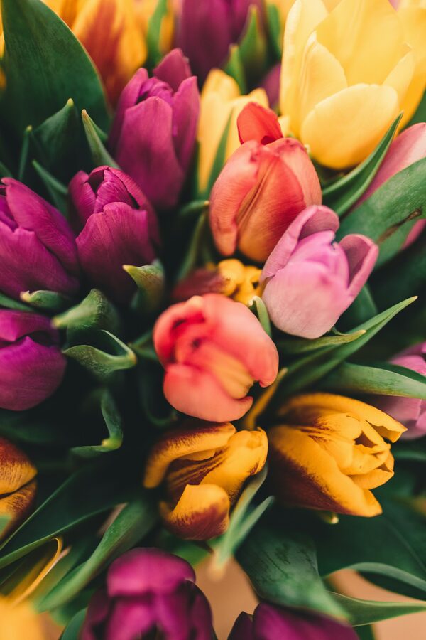 Midnight Bloom
